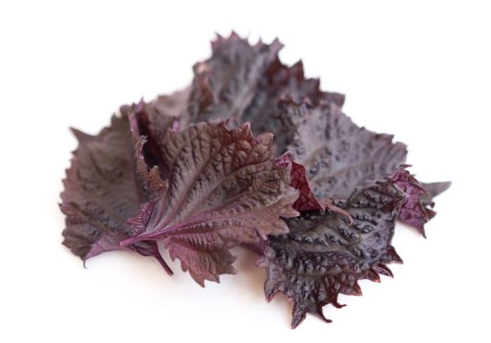 SHISHO PURPLE