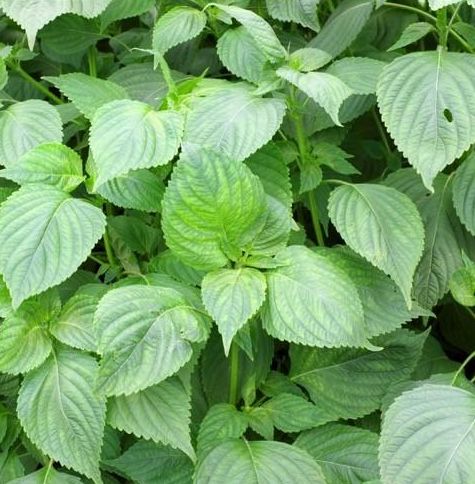 SHISSO GREEN