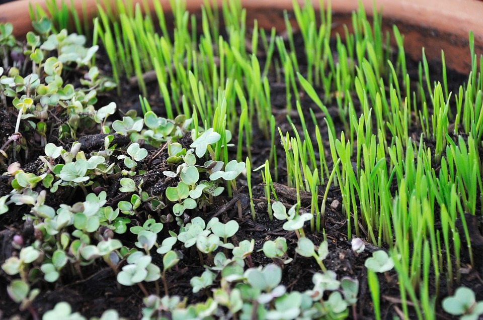 MICRO GREENS