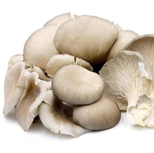 ΜΑΝΙΤΑΡΙΑ PLEUROTOUS ΦΙΛΕΤΟ