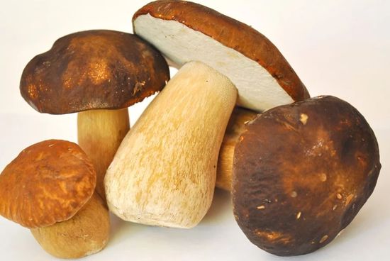 ΜΑΝΙΤΑΡΙΑ PORCINI