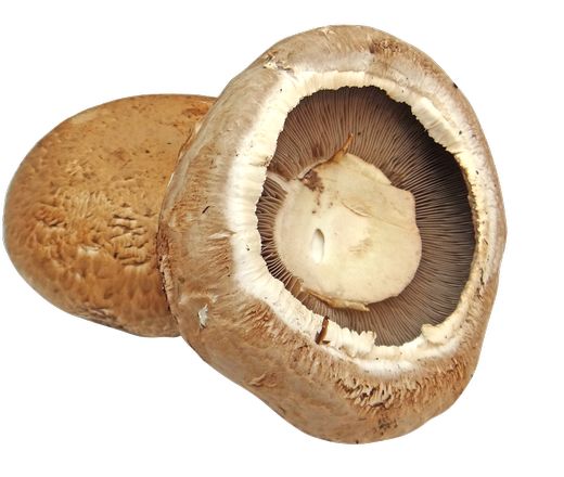 ΜΑΝΙΤΑΡΙΑ PORTOBELLO